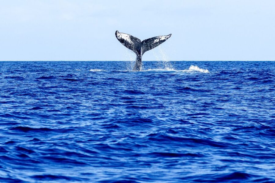 West Oahu: Eco-Friendly Whale Watching Cruise - Comfort, seating, and onboard facilities
