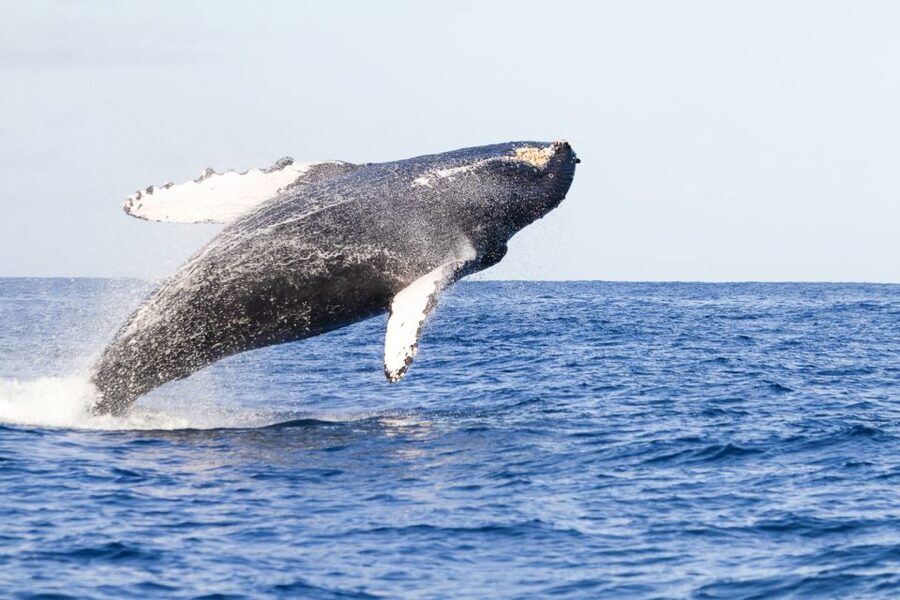 West Oahu: Eco-Friendly Whale Watching Cruise - What the two-hour cruise is really like