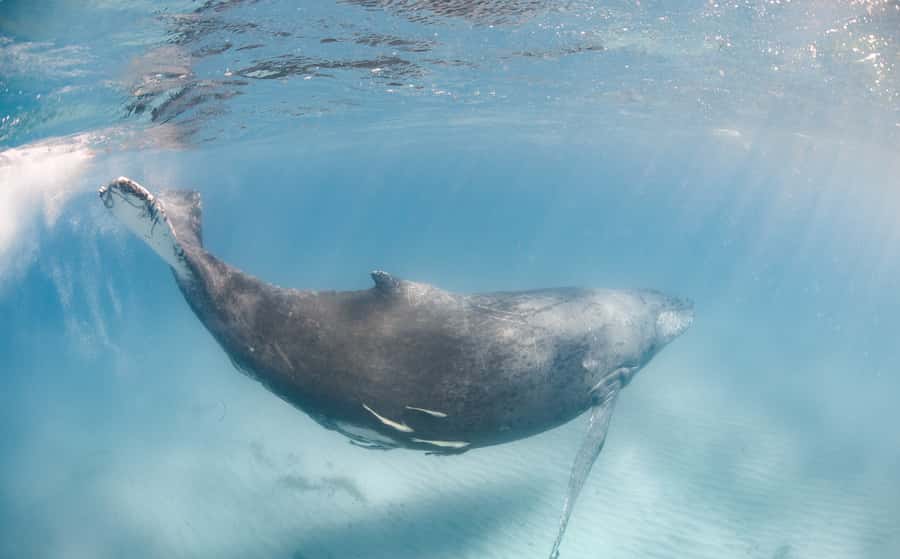 Western Australia: Swim with Humpback Whales - Key points to know before booking