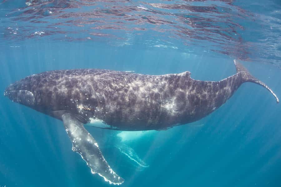Western Australia: Swim with Humpback Whales - The whale migration is the main event