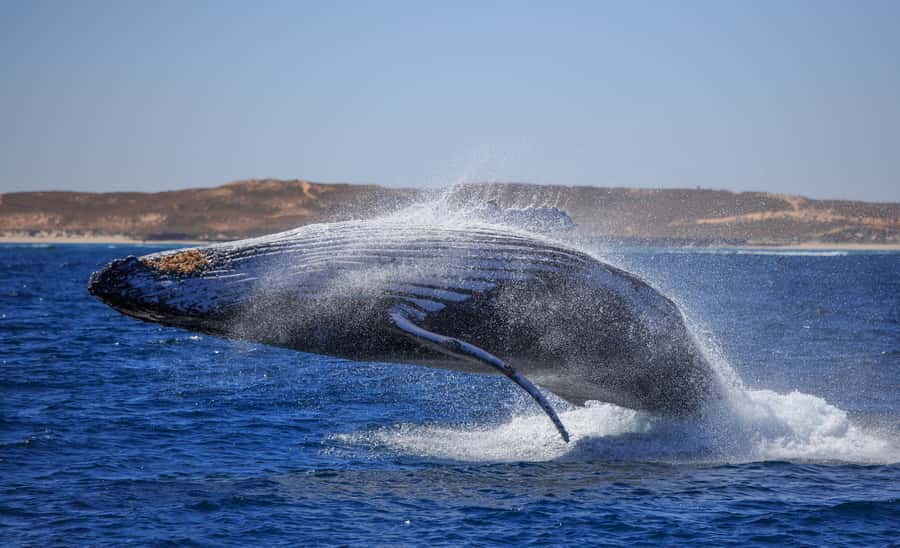 Western Australia: Swim with Humpback Whales - Two reef sites add real value