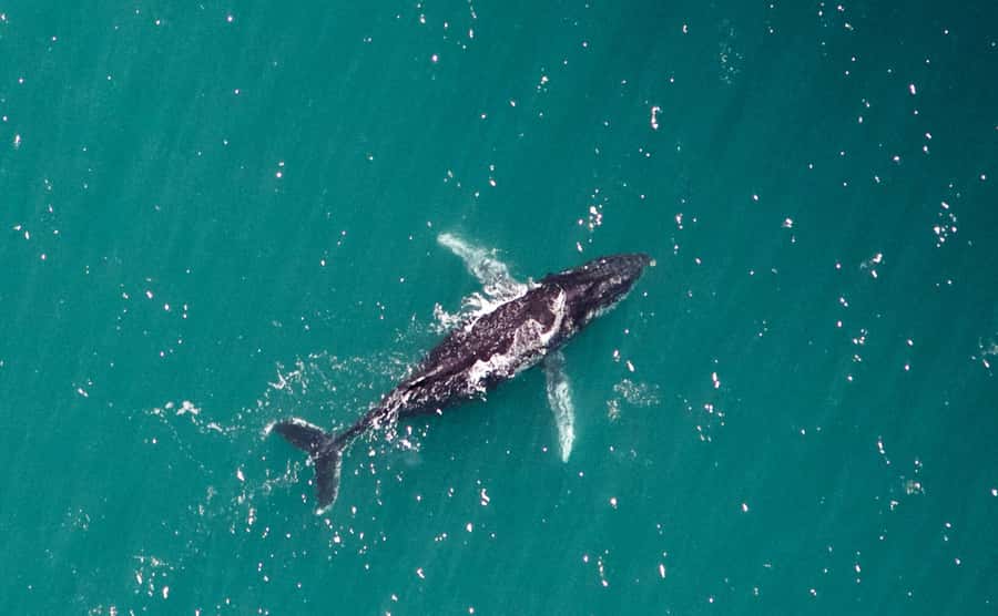 Western Australia: Swim with Humpback Whales - Your morning starts at Ningaloo Reef