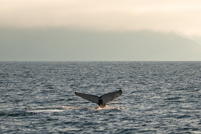 Westfjords Whale Watching - The boat, comfort, and cold-weather reality
