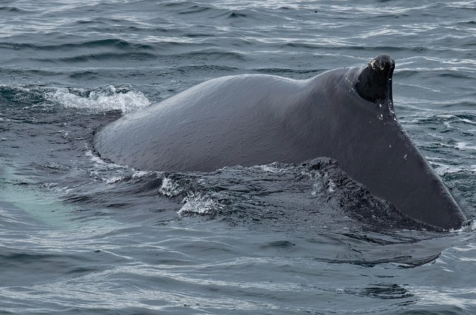 Westfjords Whale Watching - The value of the $113.68 price