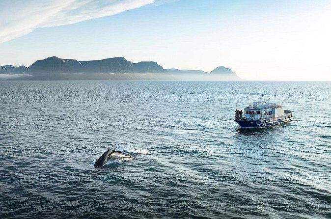 Westfjords Whale Watching - Who will get the most from this trip