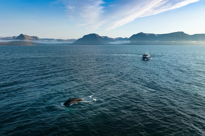 Westfjords Whale Watching - From the harbor to the feeding grounds