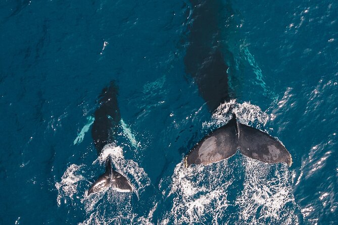 Whale and Dive Combo Tour in Los Cabos - A 6:30 a.m. start at Cabo’s marina