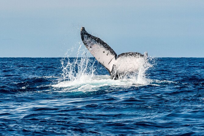 Whale and Dive Combo Tour in Los Cabos - El Arco and the scenic bay