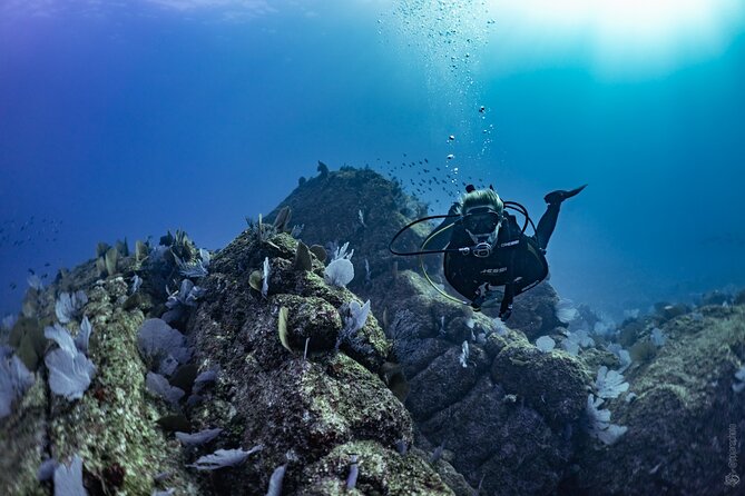 Whale and Dive Combo Tour in Los Cabos - The surface interval adds another whale chance