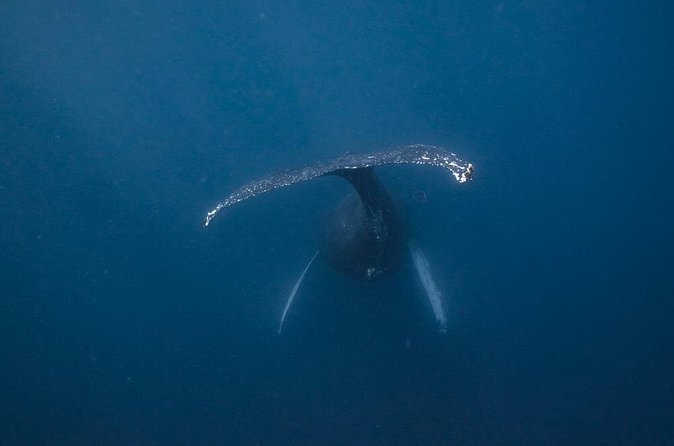 Whale and Dive Combo Tour in Los Cabos - A crew built around reassurance