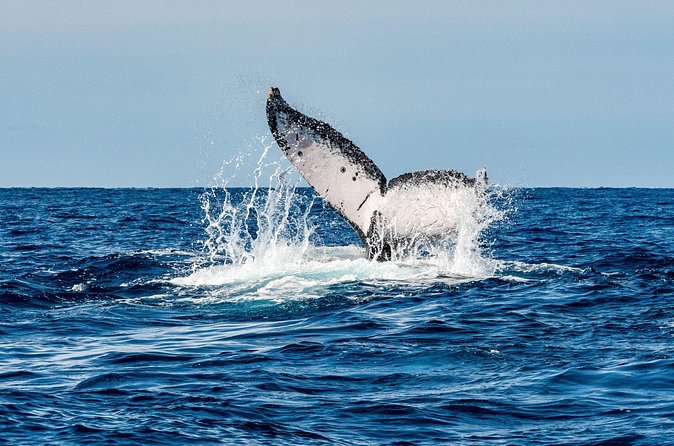 Whale and Dive Combo Tour in Los Cabos - What the $260 price really buys