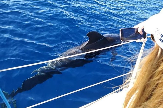 Whale and Dolphin Small Group Sailing from Tenerife South - A small boat from Puerto Colón