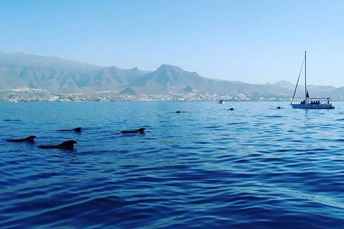 Whale and Dolphin Small Group Sailing from Tenerife South - Who should book this sailing?