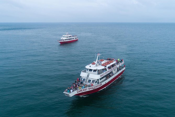 Whale and Dolphin Watching Cruise from Cape May - Key points to know before you go