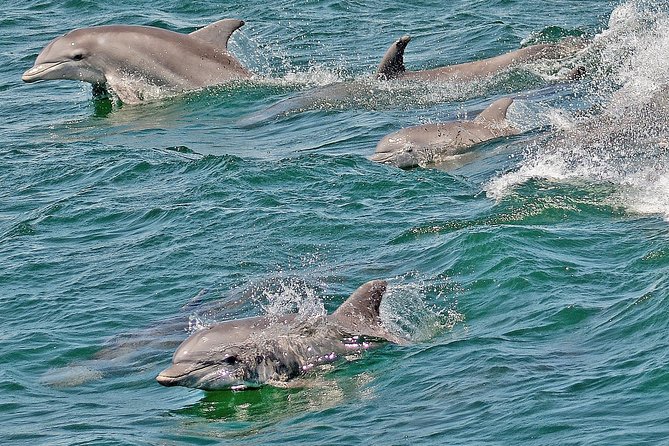Whale and Dolphin Watching Cruise from Cape May - What is included for $45