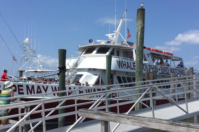 Whale and Dolphin Watching Cruise from Cape May - Practical tips for a better outing