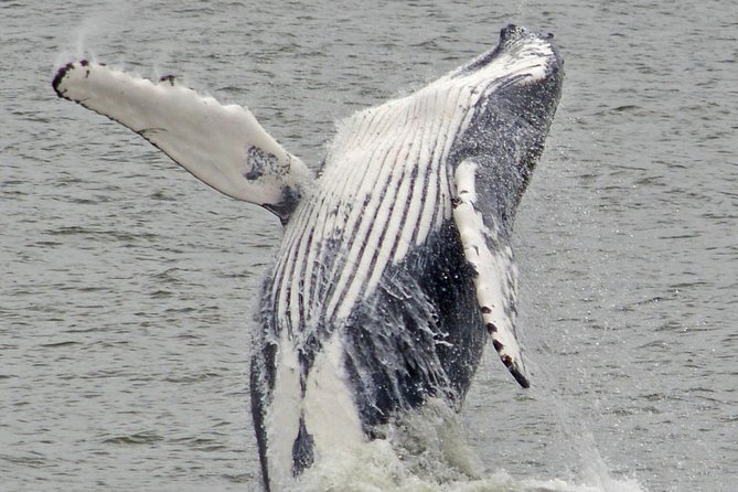 Whale and Dolphin Watching Cruise from Cape May - Booking, weather, and cancellation details