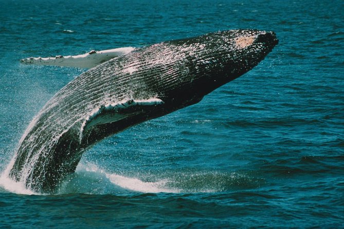 Whale and Dolphin Watching Cruise from Cape May - What the three-hour route feels like