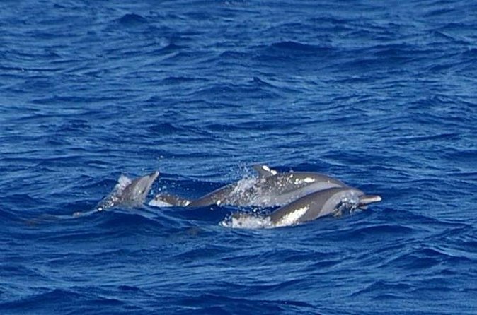 Whale and Dolphin Watching Cruise in St Lucia - Practical details that can save your morning