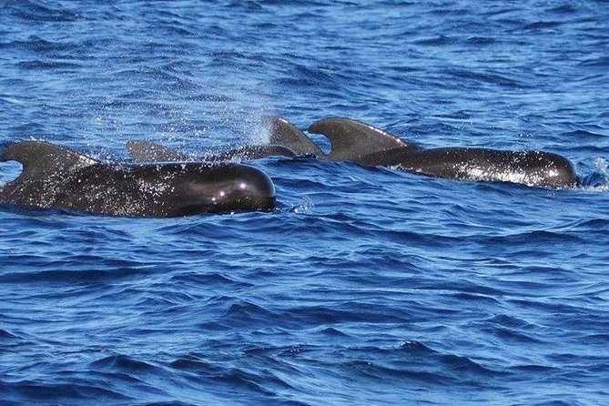 Whale and Dolphin Watching Cruise in St Lucia - Searching the waters for whales and dolphins