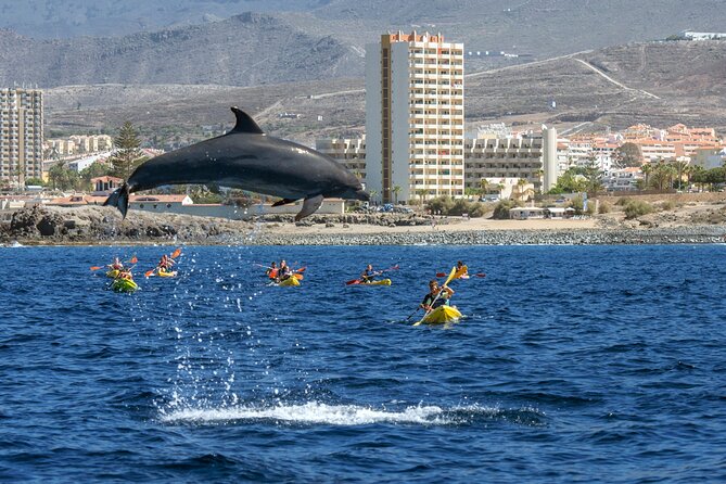 Whale and Dolphin Watching EcoAdventure in Tenerife - Key things to know before booking