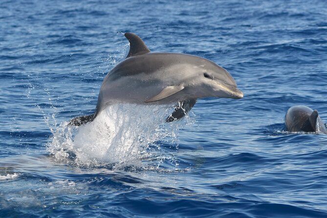 Whale and Dolphin Watching EcoAdventure in Tenerife - Why the hydrophone changes the experience
