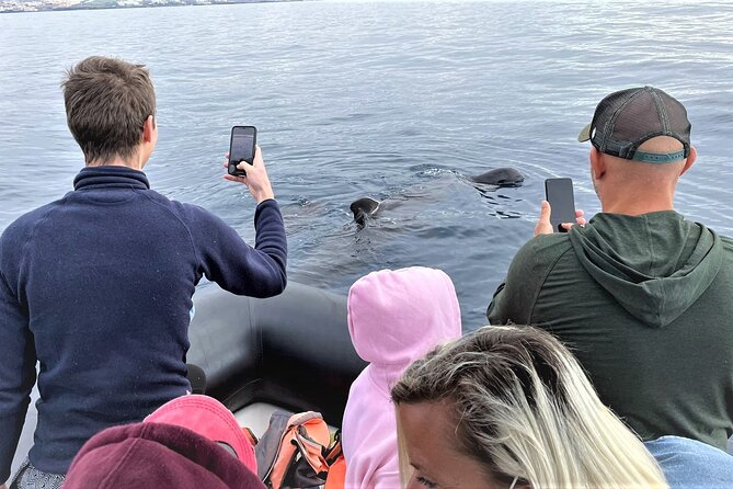 Whale and Dolphin Watching EcoAdventure in Tenerife - Conservation is part of the outing