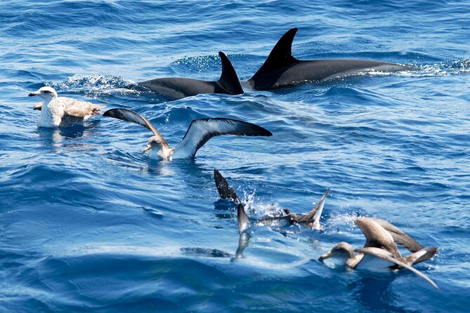 Whale and Dolphin Watching EcoAdventure in Tenerife - What the two hours feel like