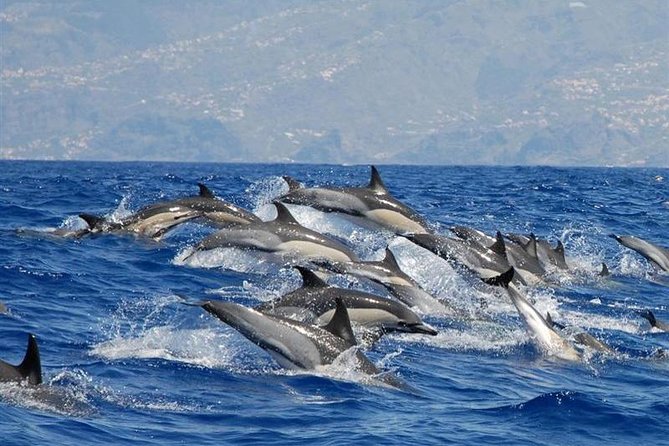 Whale and Dolphin Watching in Calheta, Madeira Island - Key points at a glance