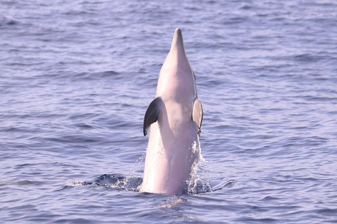 Whale and Dolphin Watching in Calheta, Madeira Island - How the land spotter helps find whales and dolphins
