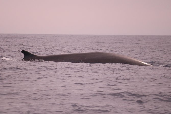 Whale and Dolphin Watching in Calheta, Madeira Island - Why the animal approach matters