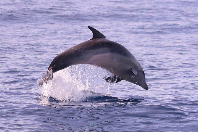 Whale and Dolphin Watching in Calheta, Madeira Island - The RIB ride: exciting for some, too rough for others