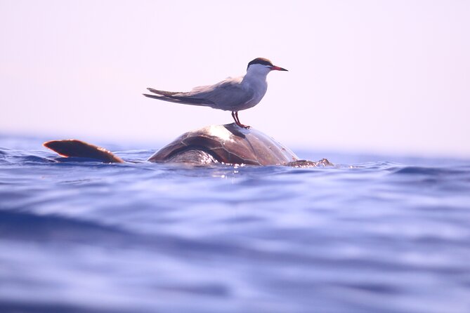 Whale and Dolphin Watching in Calheta, Madeira Island - What the guides add to the experience