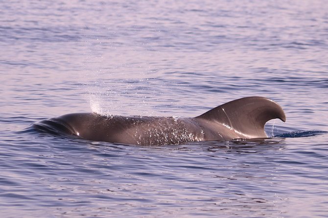 Whale and Dolphin Watching in Calheta, Madeira Island - Is $72.56 a fair price?