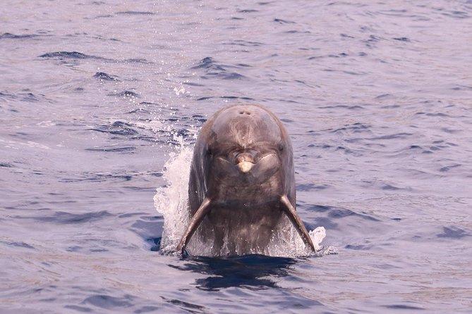 Whale and Dolphin Watching in Calheta, Madeira Island - Planning your day around Calheta