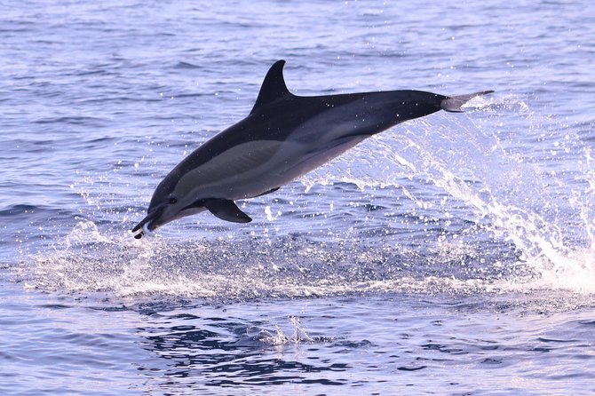Whale and Dolphin Watching in Calheta, Madeira Island - What the two-hour search feels like