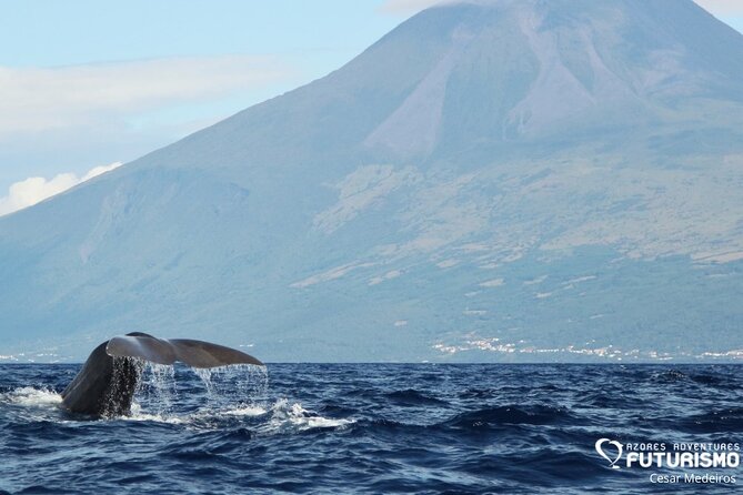 Whale and dolphin watching in Pico Island - Key points to know before you book