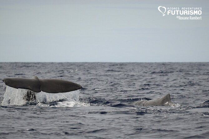 Whale and dolphin watching in Pico Island - Respectful wildlife watching, not a staged show