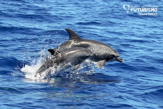 Whale and dolphin watching in Pico Island - What the price means at $69.39