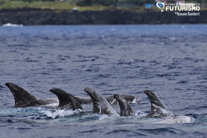 Whale and dolphin watching in Pico Island - Who will enjoy this Pico outing most