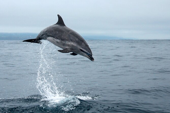 Whale and dolphin watching in Pico Island - Planning around weather and cancellation