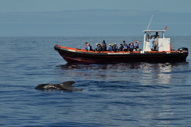 Whale and Dolphin Watching in Pico Island - Half Day - What the Zodiac ride feels like