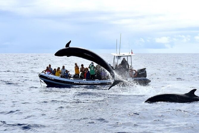 Whale and Dolphin Watching in Pico Island - Half Day - Dolphins at close range