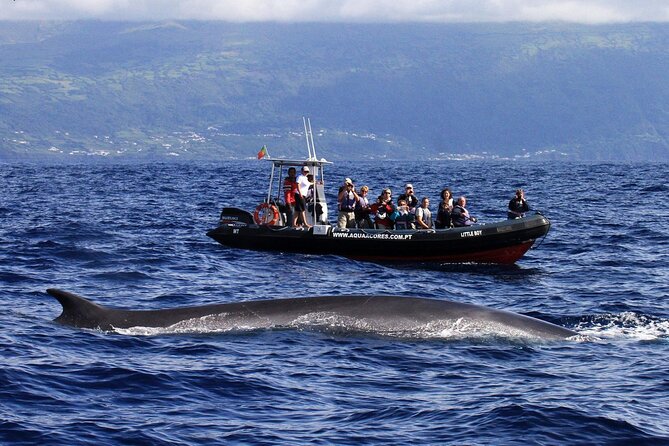 Whale and Dolphin Watching in Pico Island - Half Day - The question of responsible viewing