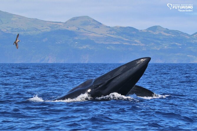 Whale and dolphin watching in Pico Island - The briefing, life jacket, and guide-led start