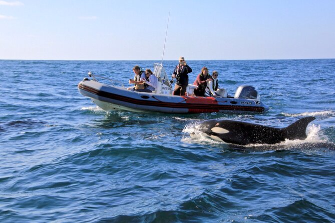 Whale and Dolphin Watching in San Diego - Quick takeaways for your San Diego boat trip