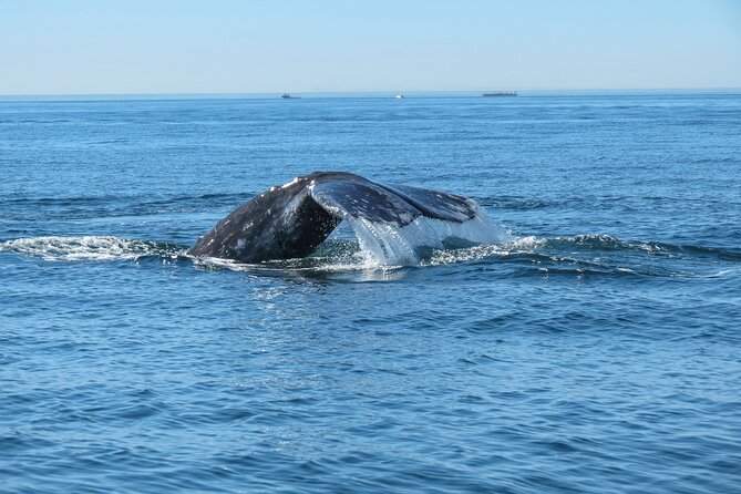 Whale and Dolphin Watching in San Diego - Leaving Mission Bay for the Pacific