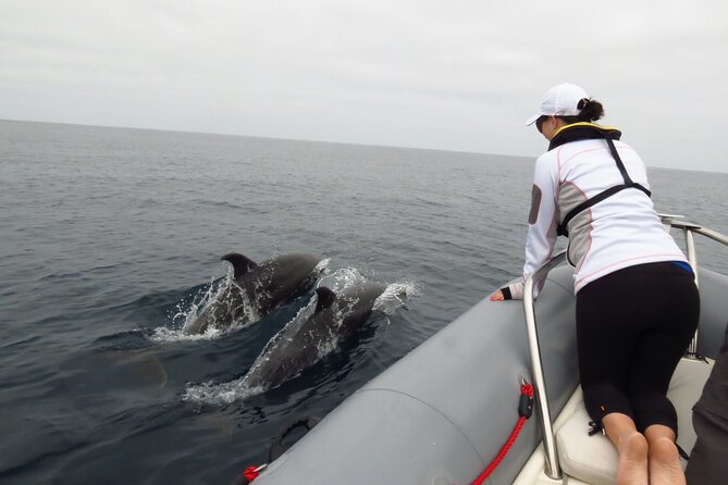 Whale and Dolphin Watching in San Diego - What three hours feels like on the water