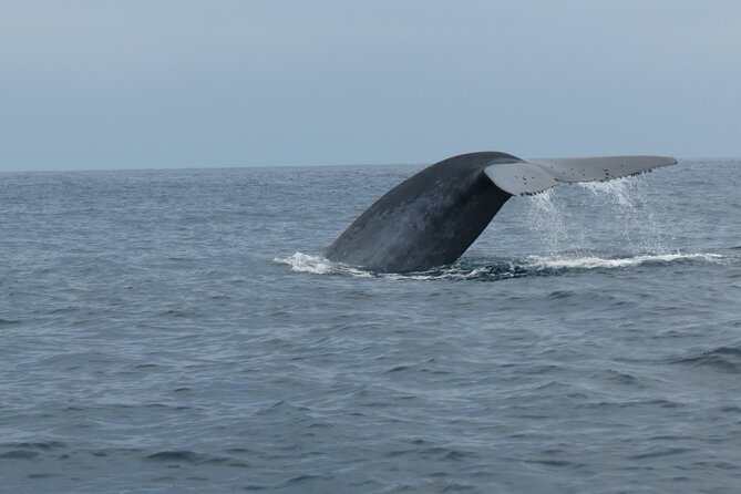 Whale and Dolphin Watching in San Diego - The real value of a $149 ticket