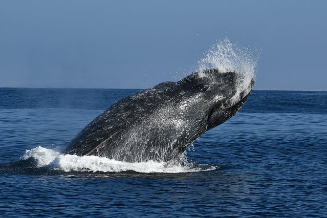Whale and Dolphin Watching in San Diego - Weather, comfort, and what to bring